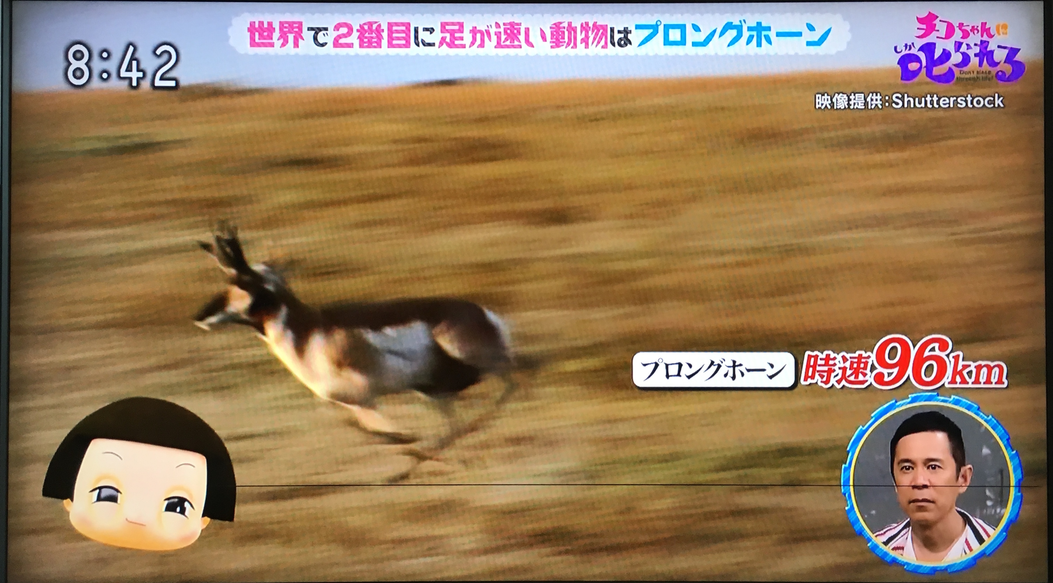 が 速い 動物 足 世界一速い動物ランキング！最速の地上動物決定戦！